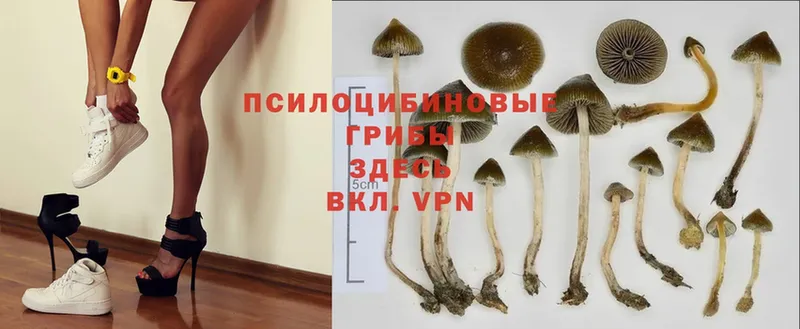 МЕГА ссылки  Семилуки  Псилоцибиновые грибы Magic Shrooms 